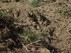 Hipparchia pellucida