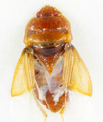 Amnestus pusillus