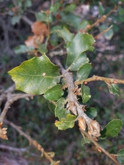 Quercus pacifica