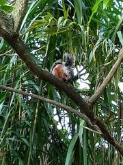 Sciurus aureogaster