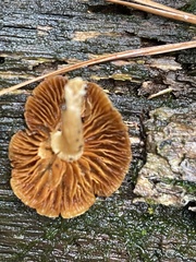 Simocybe centunculus