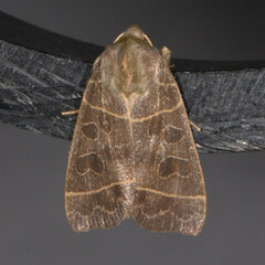Ipimorpha pleonectusa