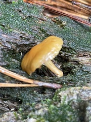 Simocybe centunculus