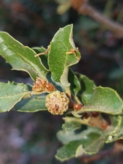 Quercus pacifica