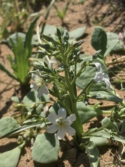 Zephyra