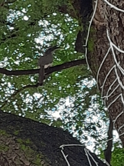 Ocyceros birostris
