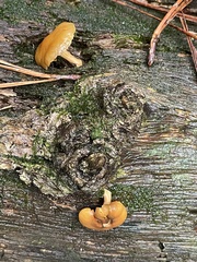 Simocybe centunculus