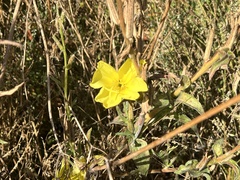 Oenothera elata