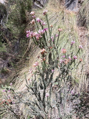 Erica terminalis