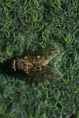 Muscina stabulans