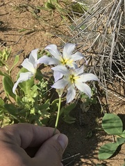 Leucocoryne appendiculata