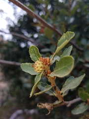 Quercus pacifica