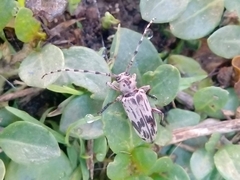 Tigrinestola tigrina