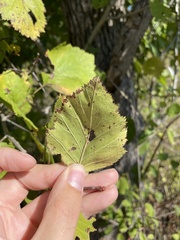 Crataegus mollis