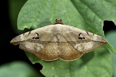 Hypopyra vespertilio