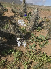 Leucocoryne appendiculata