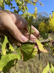 Crataegus mollis