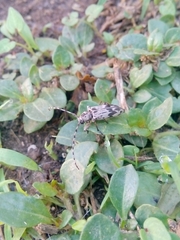 Tigrinestola tigrina