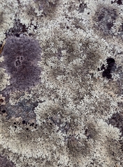 Xanthoparmelia conspersa