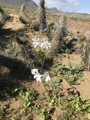 Leucocoryne appendiculata