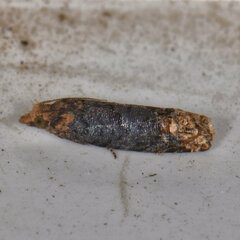 Eucosma ochroterminana