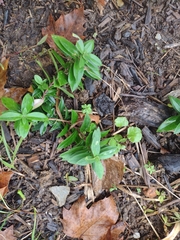 Phlox divaricata laphamii