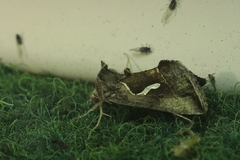 Macdunnoughia confusa