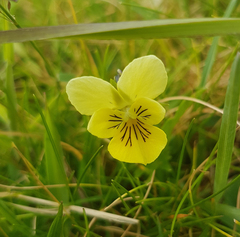 Viola lutea