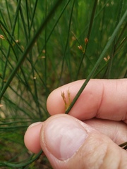 Juncus balticus