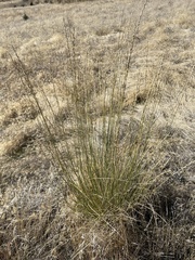 Thinopyrum obtusiflorum