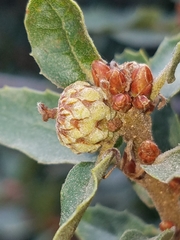 Quercus pacifica