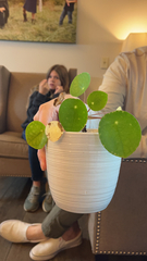 Pilea peperomioides