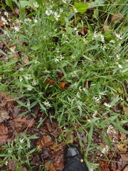 Boltonia asteroides