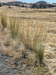 Thinopyrum obtusiflorum