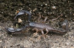 Euscorpius