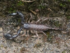 Euscorpius