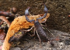 Euscorpius