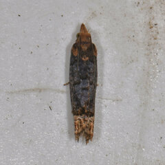 Eucosma ochroterminana