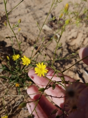 Croptilon hookerianum