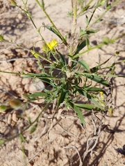 Croptilon hookerianum