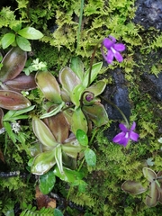 Pinguicula moranensis