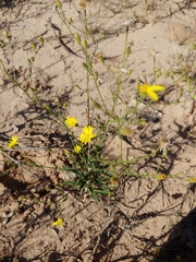 Croptilon hookerianum