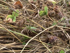 Omocestus viridulus