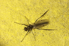 Bibioninae