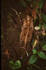 Incilius melanochlorus