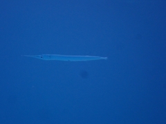 Tylosurus crocodilus