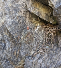 Leiobunum limbatum