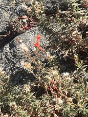 Epilobium canum
