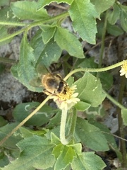 Apis mellifera