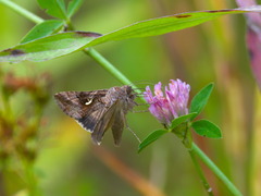 Autographa gamma